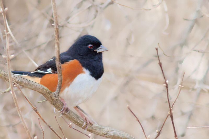Eastern Towhees Kick Through Ground Cover Eastern Towhees Kick Through Ground Cover