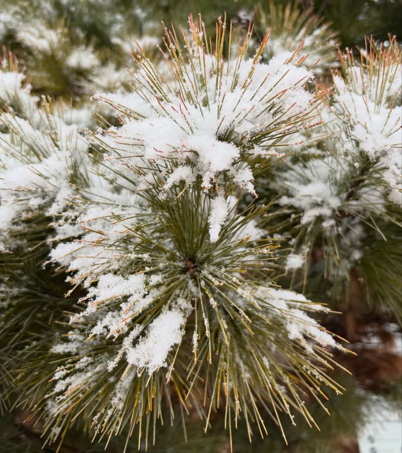 Eastern White Pine Eastern White Pine