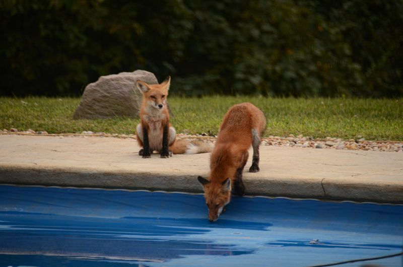 Easy, Small Prey Easy, Small Prey