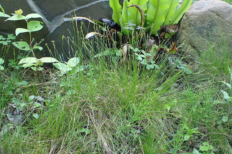 Ebony Sedge Stabilizes Sloped Areas