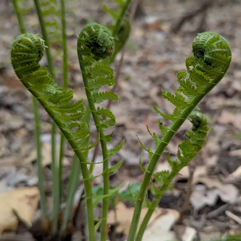 Ebony Spleenwort Ebony Spleenwort