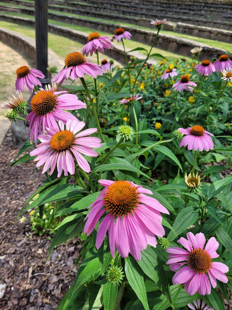 Echinacea Echinacea