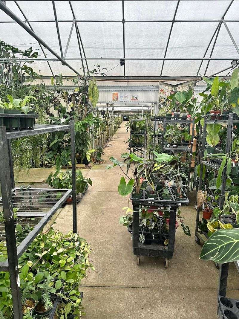 Ecuagenera USA Brings Rare Orchids And Aroids Near Orlando