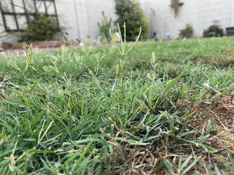 Edge Regularly To Keep Bermuda Grass From Spreading