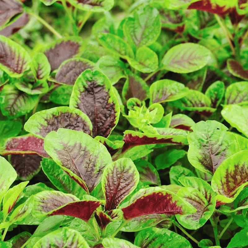 Edible Amaranth Offers Summer Greens