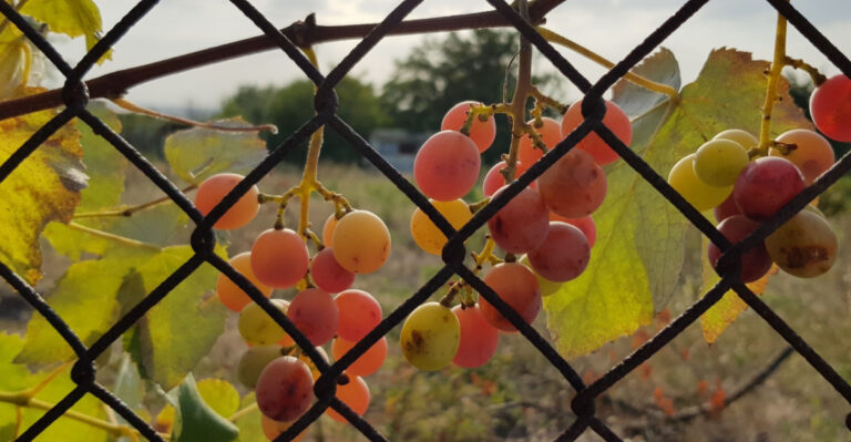 Edible Arizona Plants Homeowners Are Growing Along Fence Lines Instead Of Ornamentals