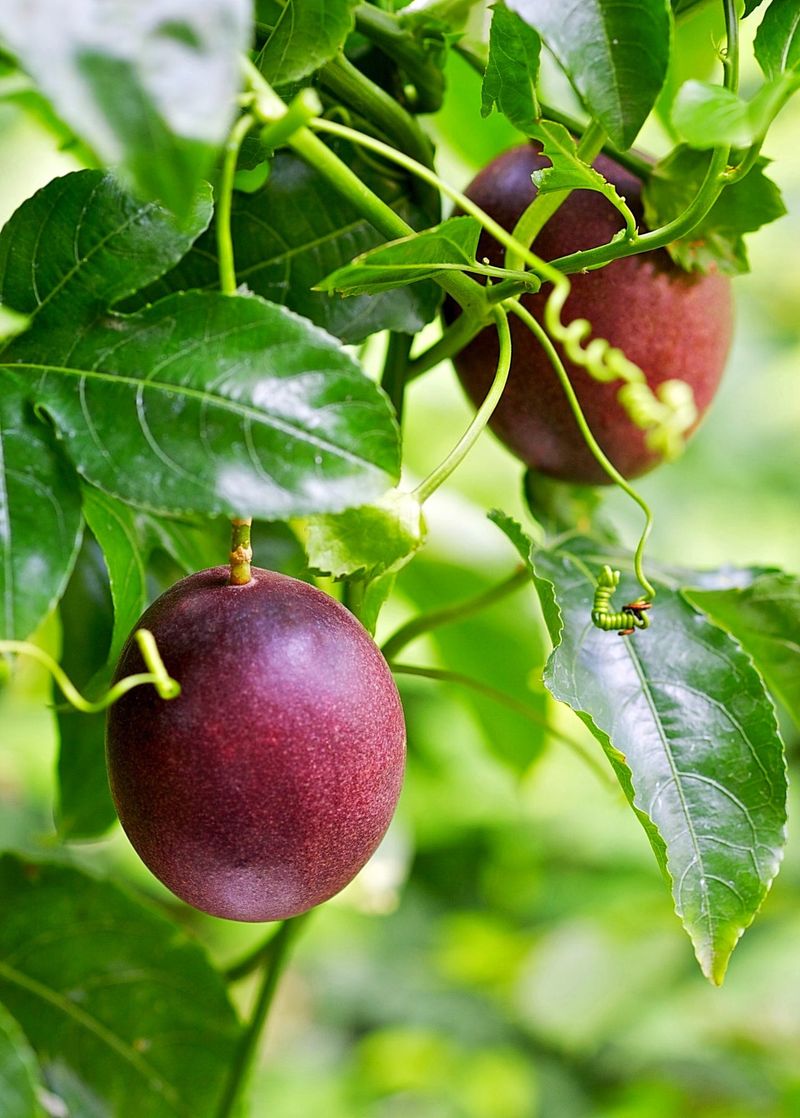 Edible Fruit