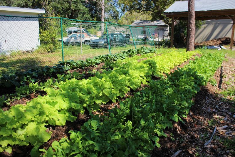 Edible Landscapes Is Worth Checking For Native Food-Garden Plants