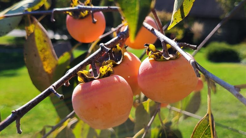 Edible Landscaping Gets A Native Option