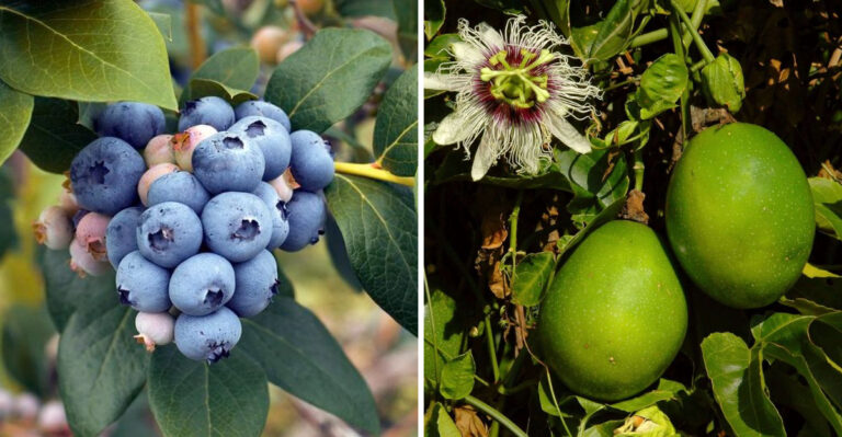 blueberries and passionfruit