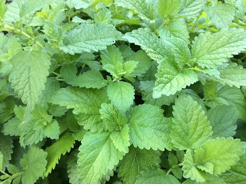 Edible & Useful Right Off the Patio Edible & Useful Right Off the Patio