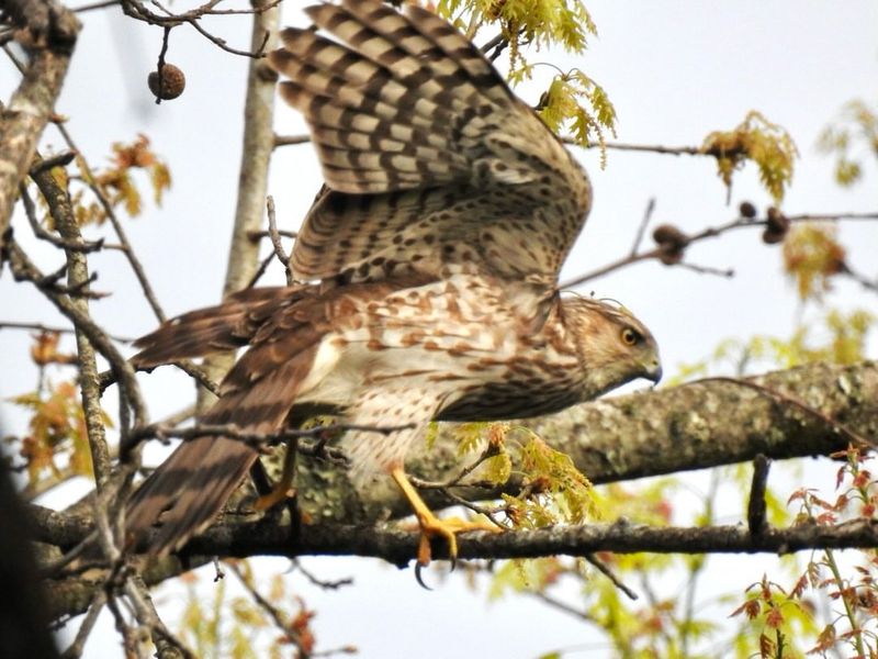 Educate Yourself On Local Raptors Educate Yourself On Local Raptors