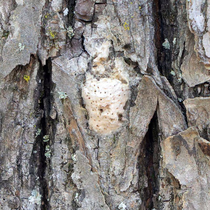 Egg Masses Can Travel On Outdoor Items