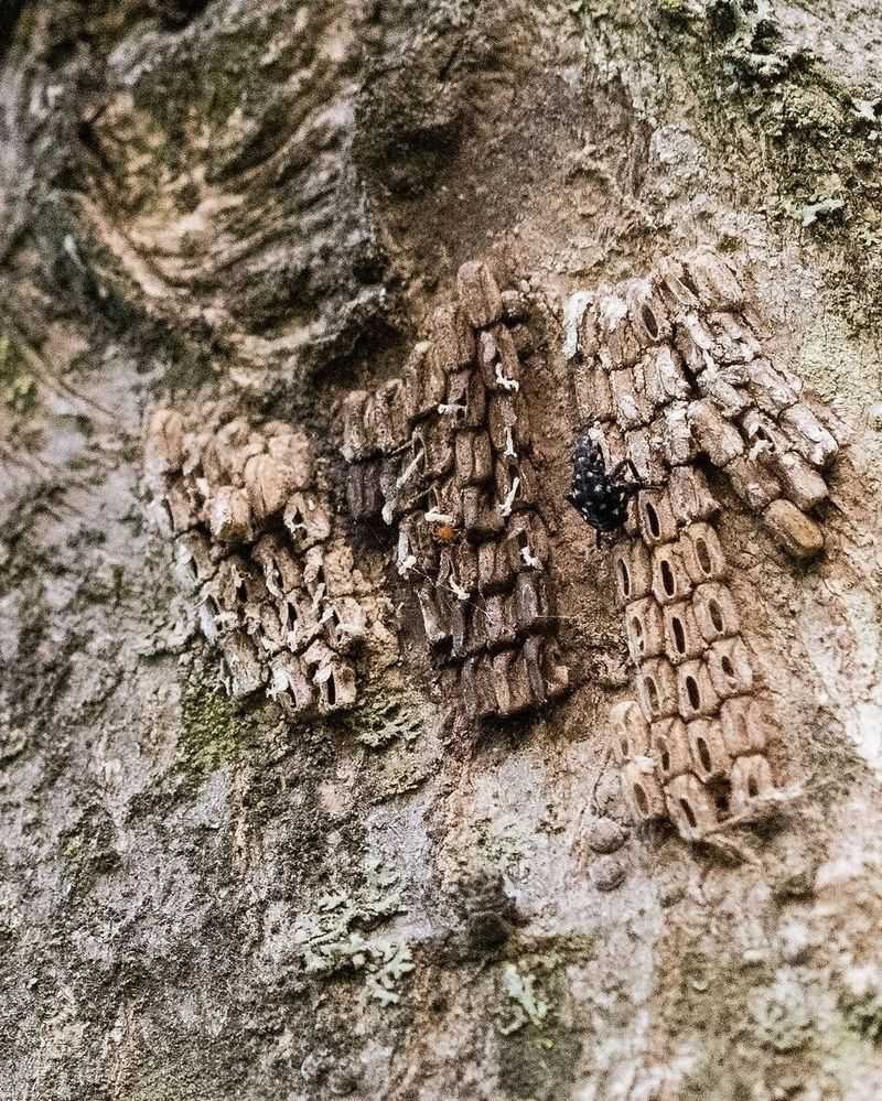 Egg Masses Hitchhike On Vehicles And Cargo