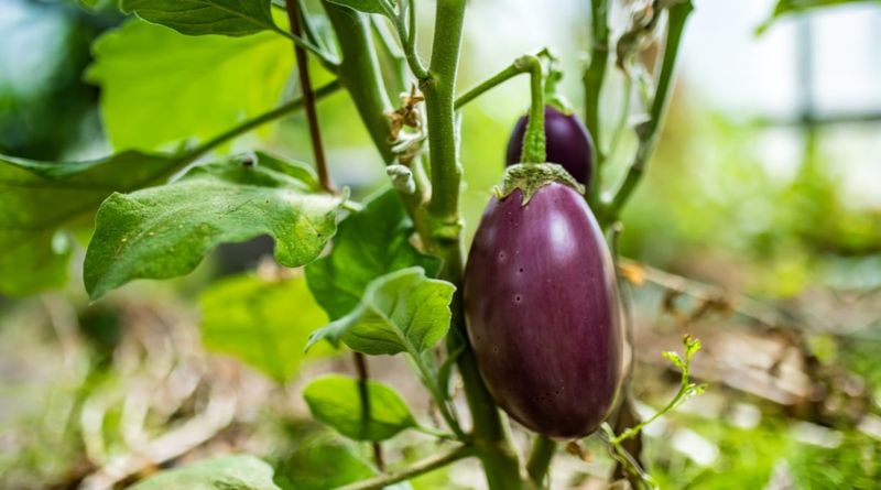 Eggplant Handles Long Hot Days