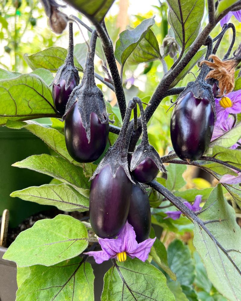 Eggplant Loves Desert Heat