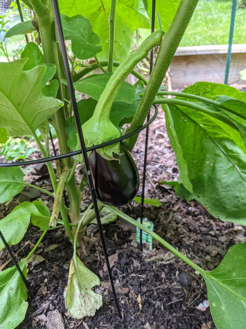 Eggplant Needs Heat And Bright Sun Eggplant Needs Heat And Bright Sun