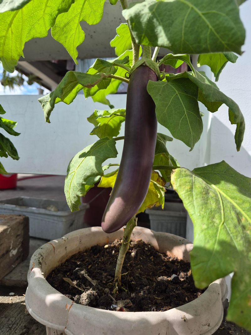 Eggplant Produces Again After Each Careful Harvest Eggplant Produces Again After Each Careful Harvest