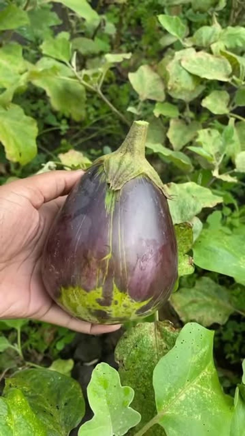 Eggplant Rarely Slows Down Once Established