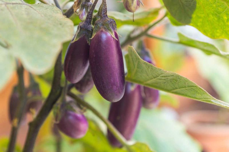 Eggplant (Solanum Melongena) Eggplant (Solanum Melongena)