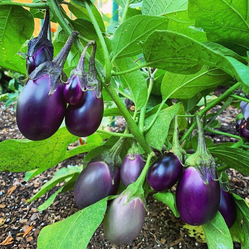 Eggplant Thrives In Warm Georgia Soil