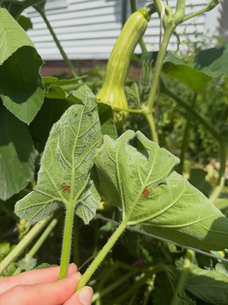 Eggs Land Near Tender Stem Bases