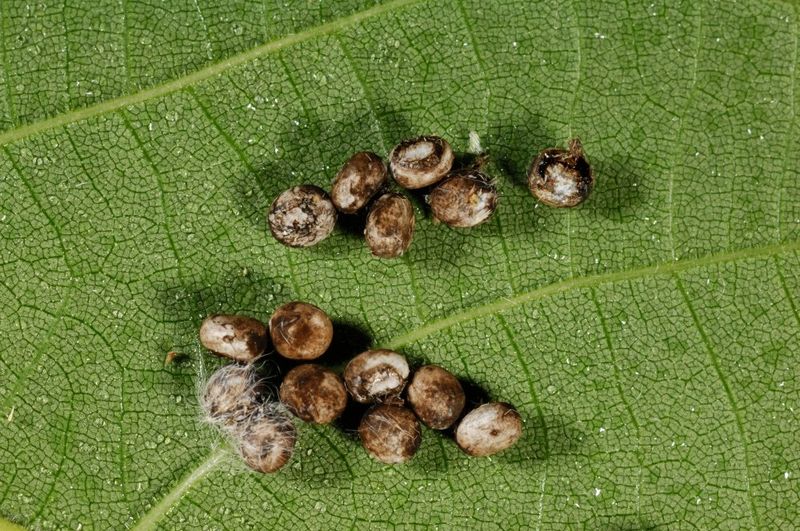 Eggs May Appear On Host Leaves Eggs May Appear On Host Leaves