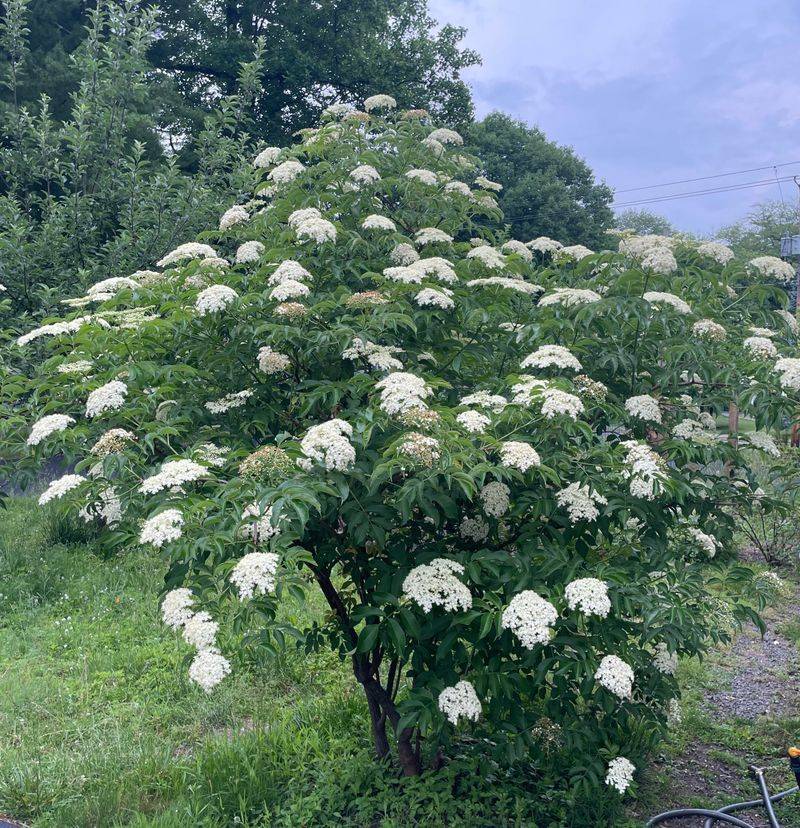 Elderberry Elderberry