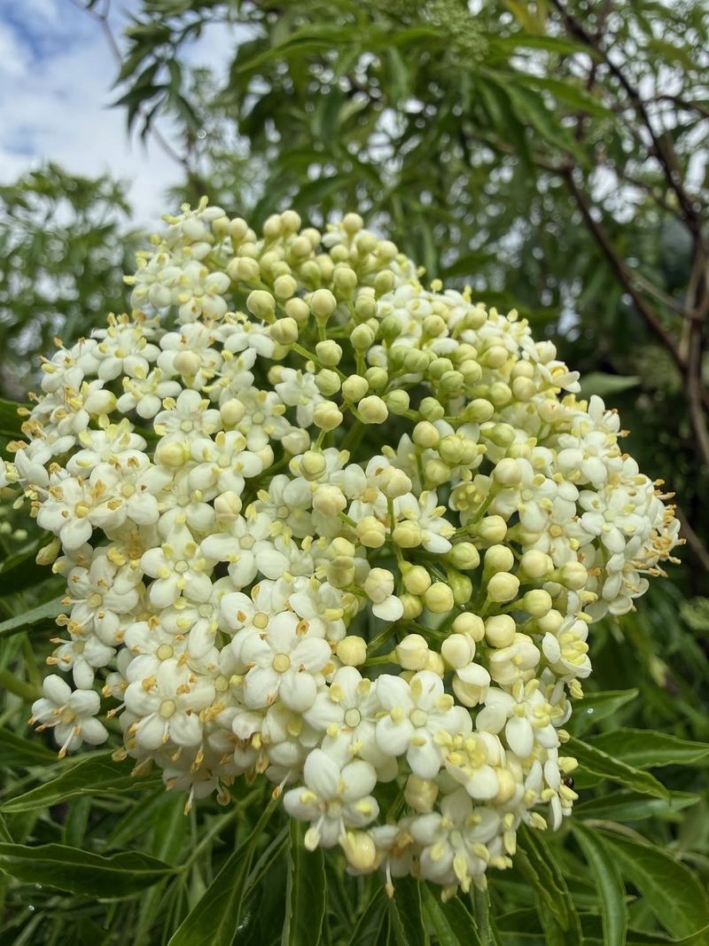 Elderberry