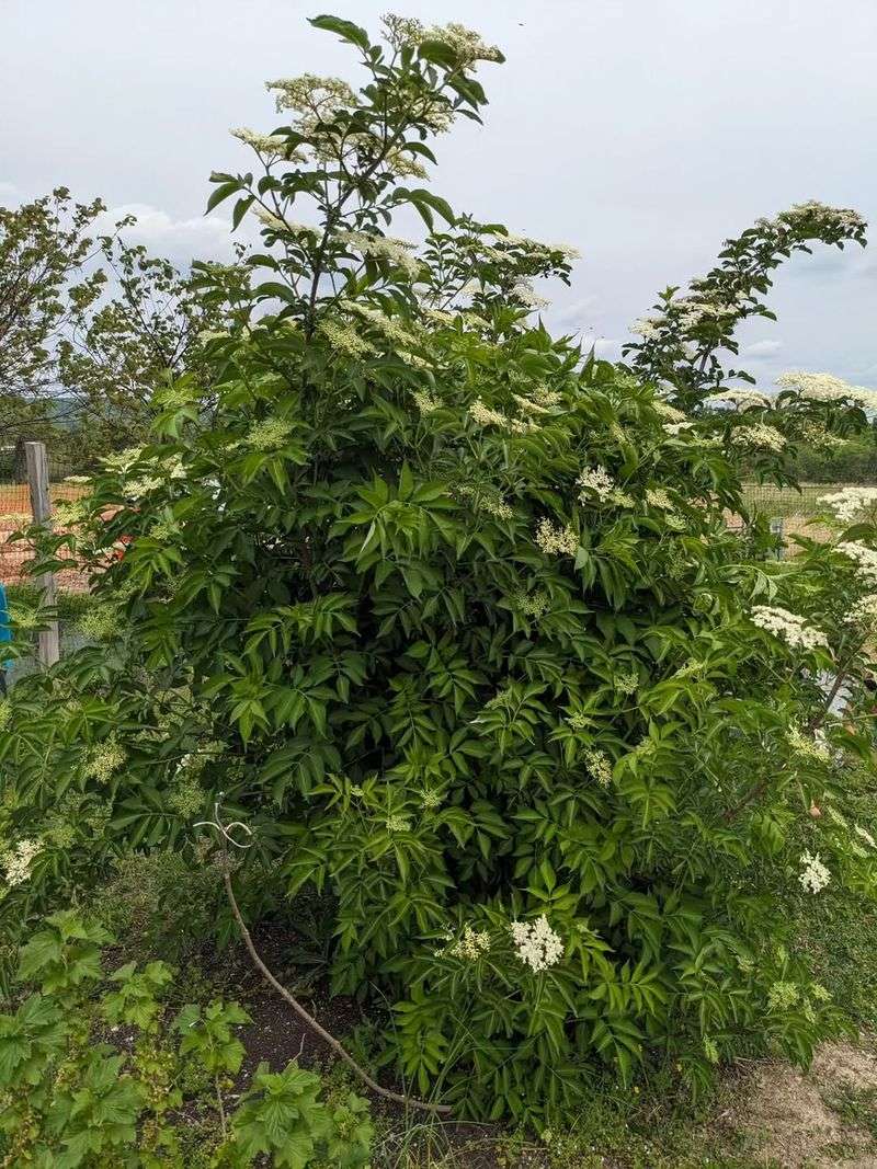 Elderberry Screens Sunny Edges With Flowers And Fruit