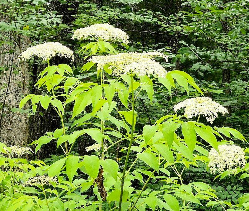 Elderberry Supports Busy Summer Feeding Activity Elderberry Supports Busy Summer Feeding Activity