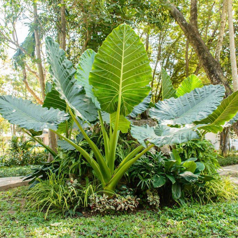 Elephant Ear Elephant Ear