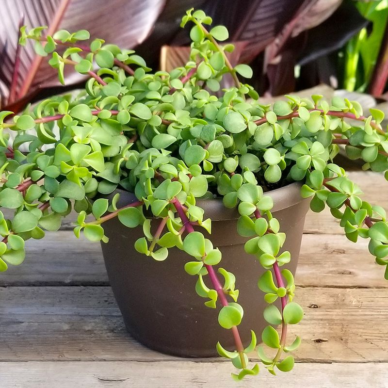 Elephant's Food Handles Bright Shade In Patio Pots