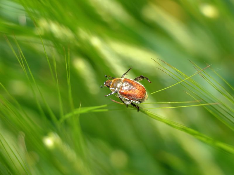 Eliminate Grubs And Soil Insects From Your Lawn