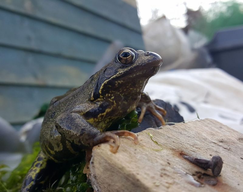 Eliminating Small Ponds Or Water Sources