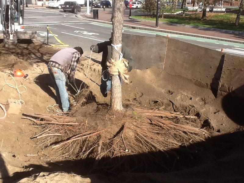 Elms Can Become A Problem Near Older Sewer Lines Elms Can Become A Problem Near Older Sewer Lines