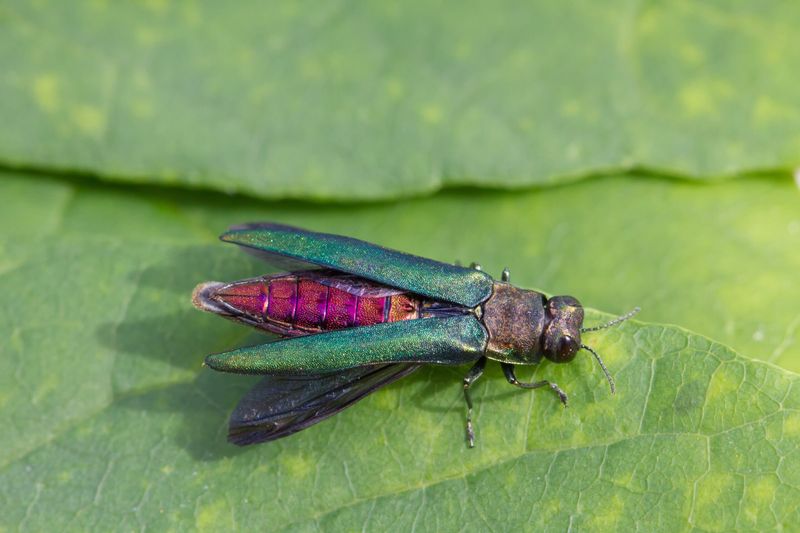 Emerald Ash Borer