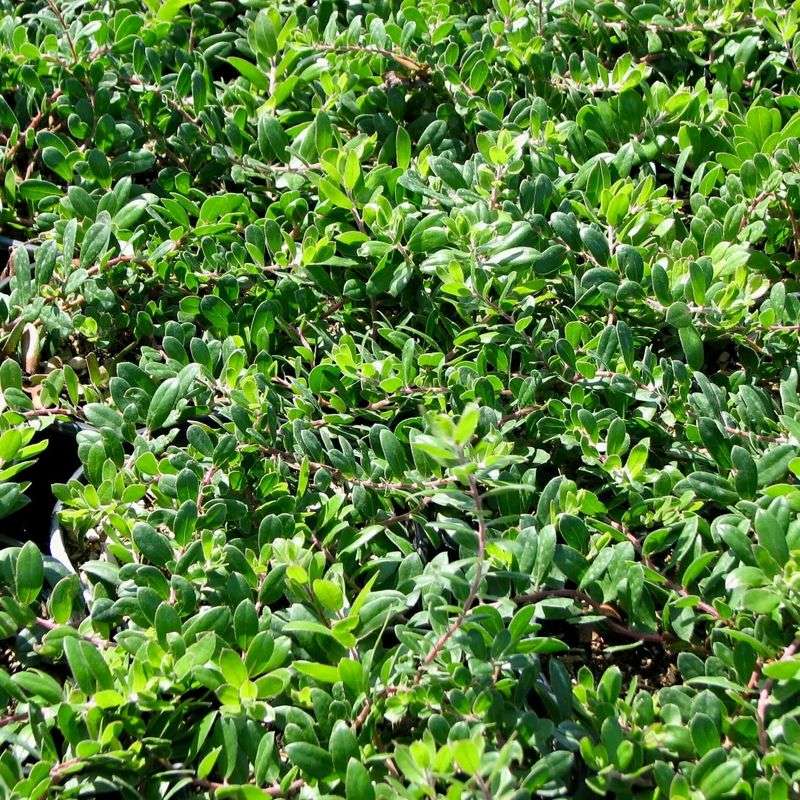 Emerald Carpet Manzanita Covers Open Soil Emerald Carpet Manzanita Covers Open Soil