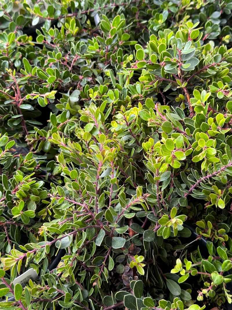 Emerald Carpet Manzanita Emerald Carpet Manzanita