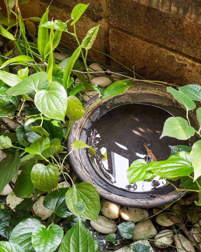 Empty Standing Water Before Larvae Build Up