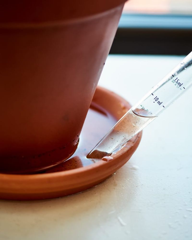 Empty The Saucer After Each Deep Watering