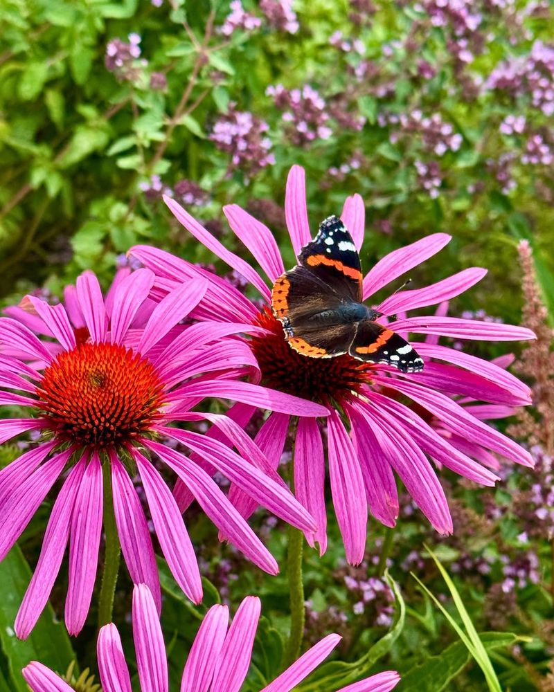 Encourage Native Plants And Insects Encourage Native Plants And Insects