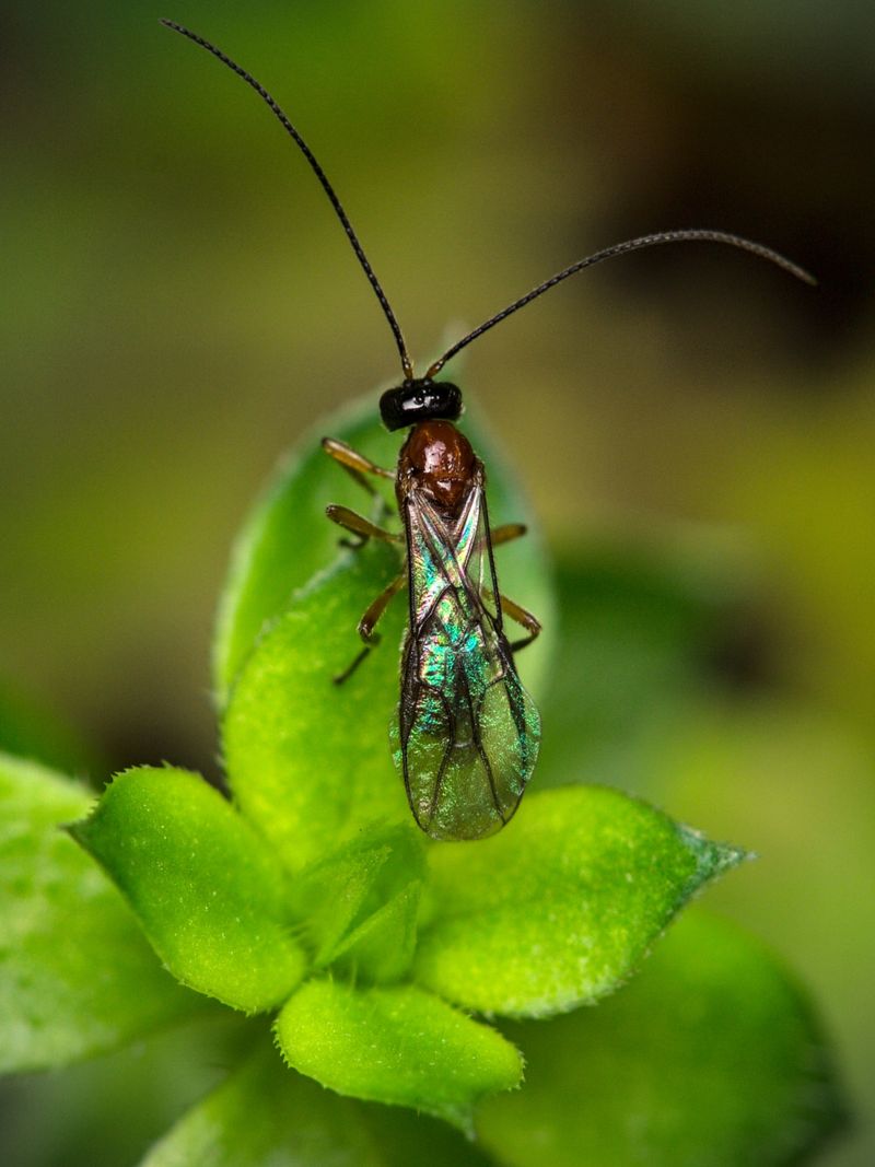 Encourage Natural Predators In Your Garden Encourage Natural Predators In Your Garden