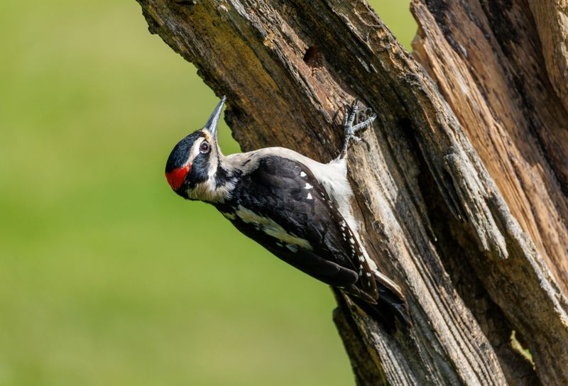 Encourage Natural Predators