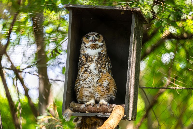 Encourage Owls With Nesting Boxes Nearby