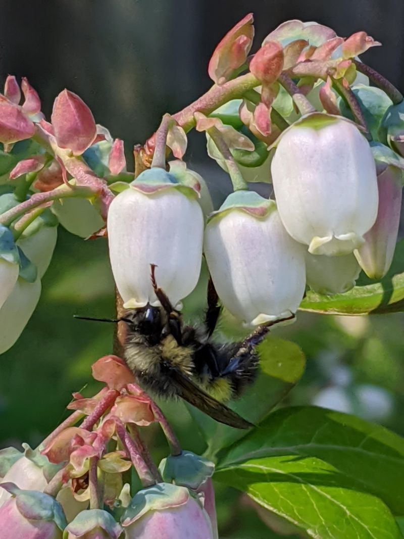 Encourage Pollinator Activity Encourage Pollinator Activity