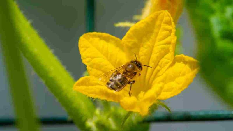 Encourage Pollinators Encourage Pollinators