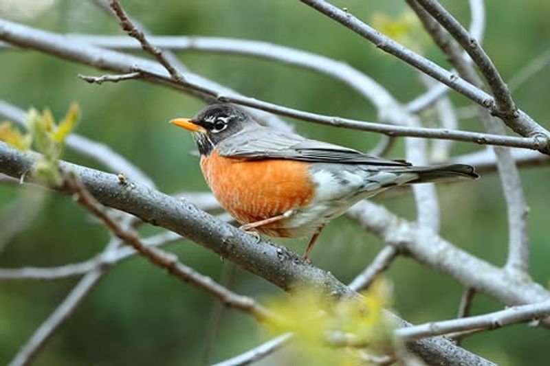 Encourages Biodiversity