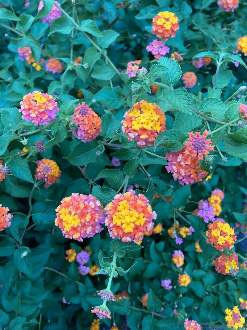 Encourages Compact Growth Suitable For Containers