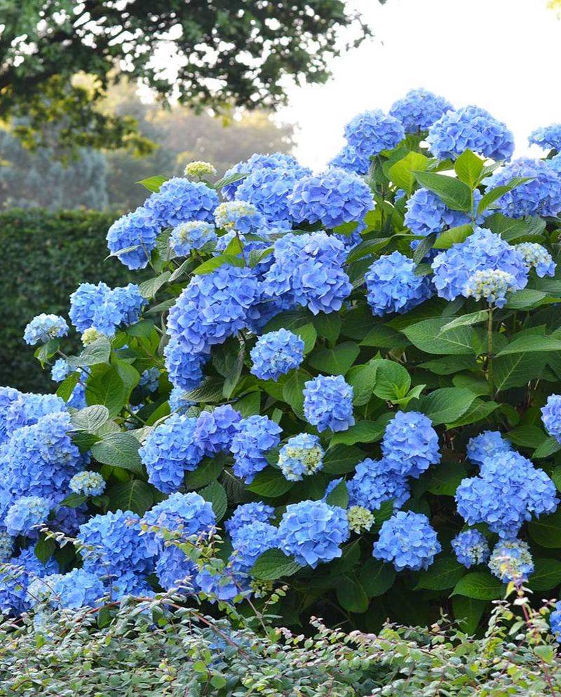 Endless Summer Needs Spent Bloom Removal, Not A Hard Prune